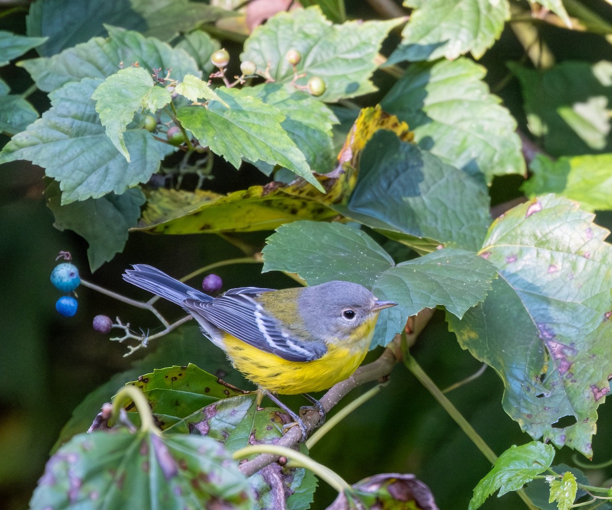 Magnolia Warbler - ML641150473