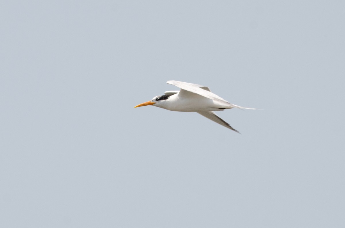 Elegant Tern - ML641150474