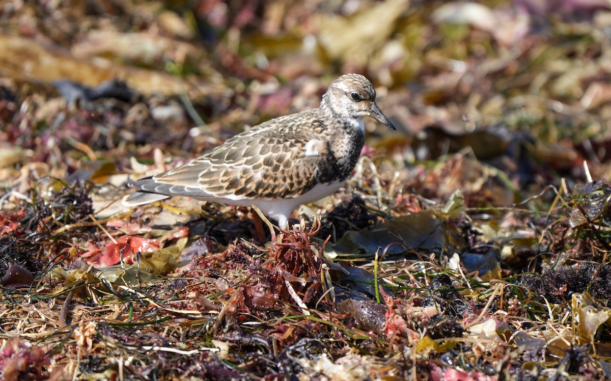 Ruddy Turnstone - ML641150475