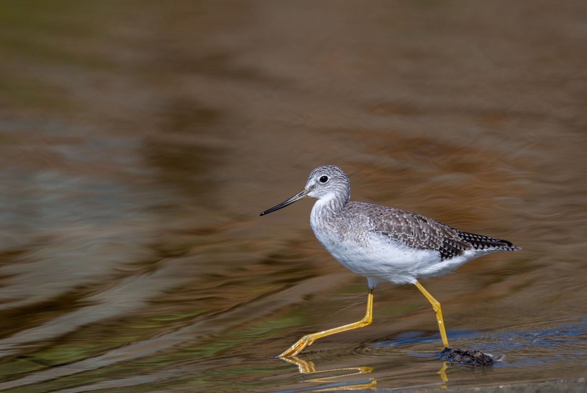 Greater Yellowlegs - ML641150494