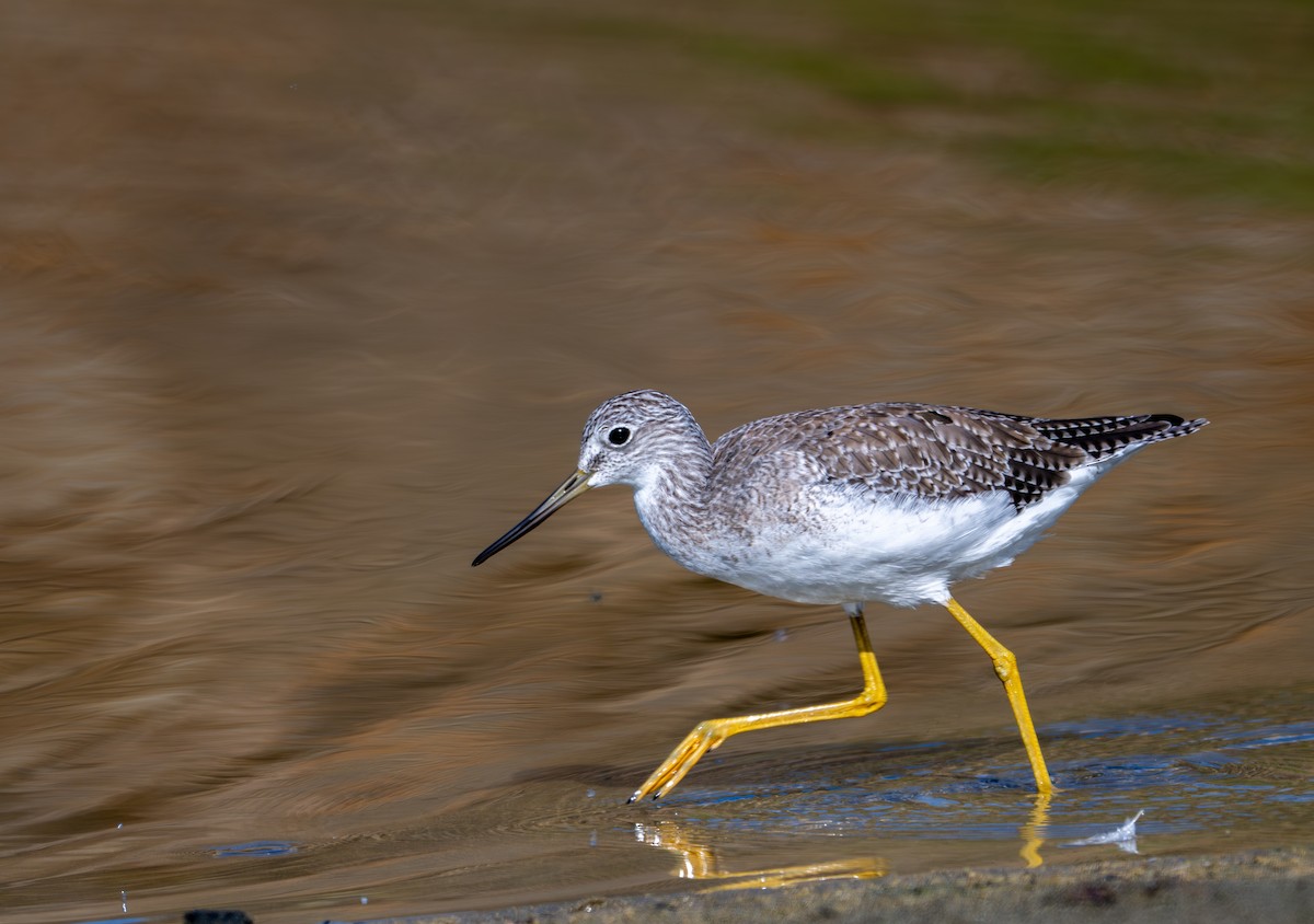 Greater Yellowlegs - ML641150495