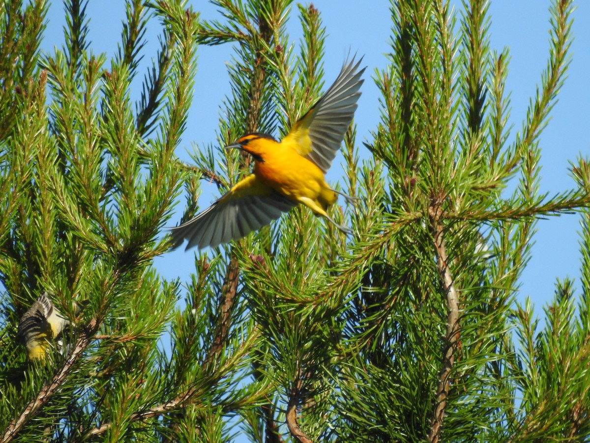 Bullock Turpiyalı - ML641150502