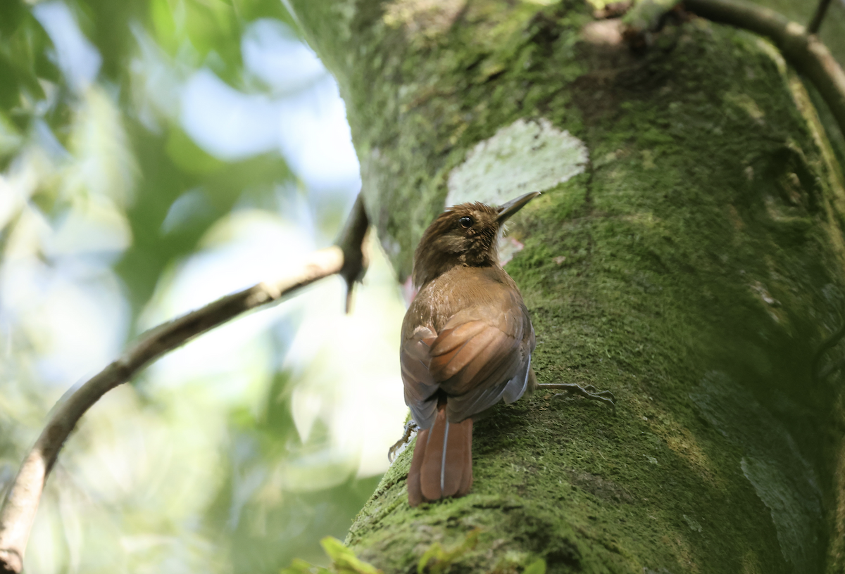 Plain-winged Woodcreeper - ML641150504