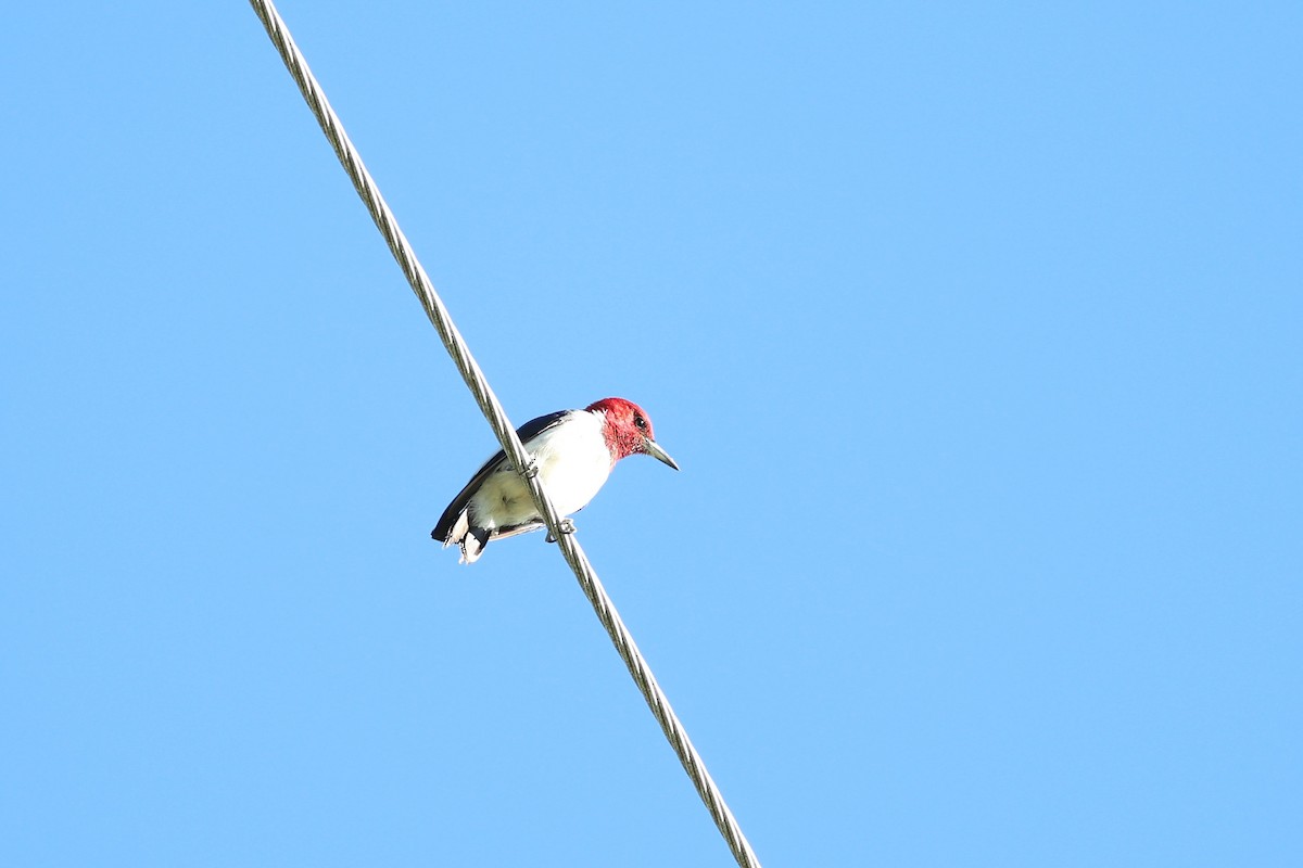 Red-headed Woodpecker - ML641150512