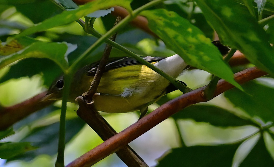 Magnolia Warbler - ML641150520