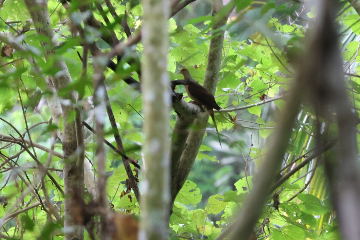Sultan's Cuckoo-Dove (Sulawesi) - ML641150522