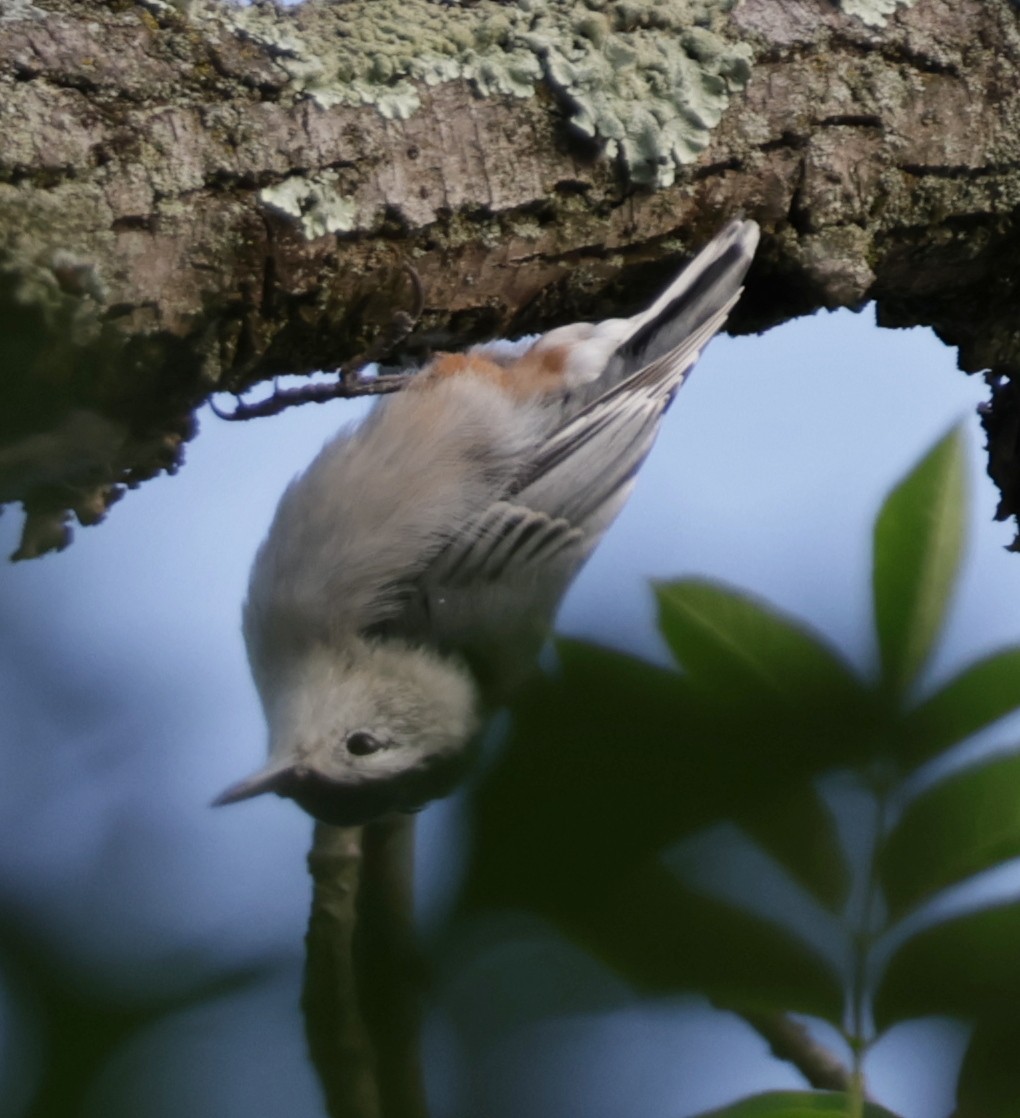 White-breasted Nuthatch - ML641150542