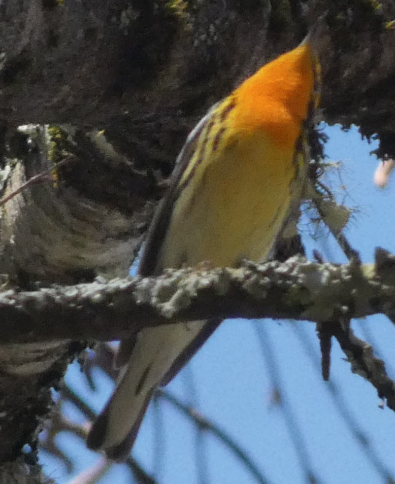 Blackburnian Warbler - ML641150548