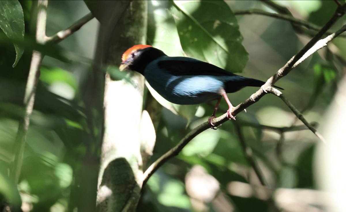 Swallow-tailed Manakin - ML641150549