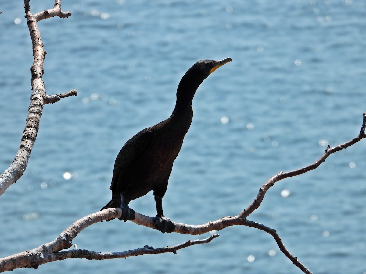 Double-crested Cormorant - ML641150554