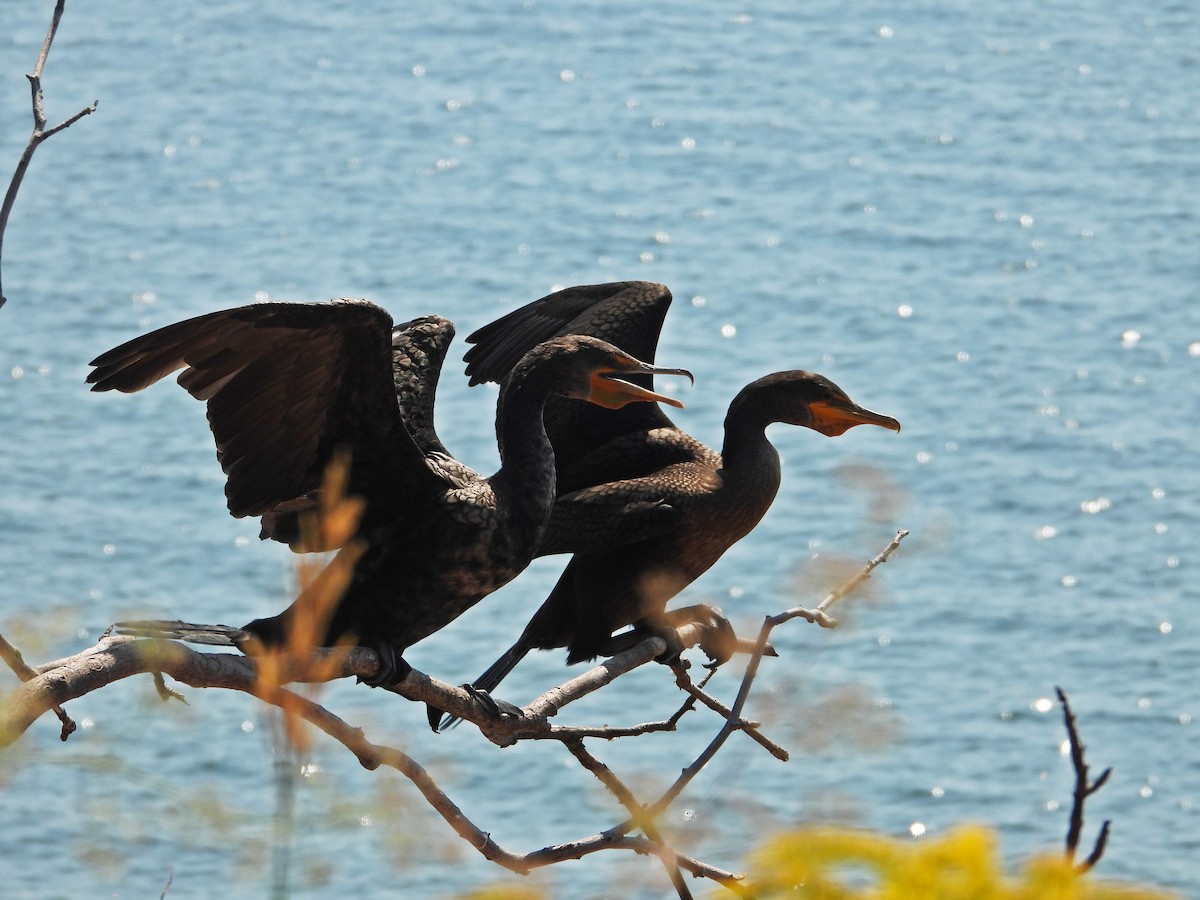 Double-crested Cormorant - ML641150556
