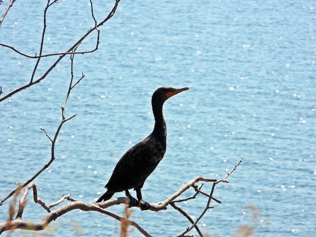 Double-crested Cormorant - ML641150557