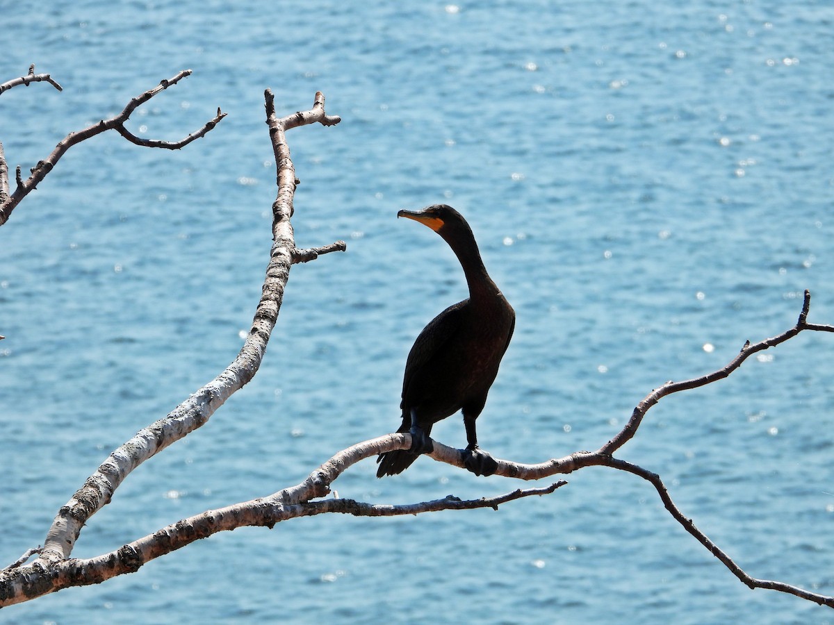 Double-crested Cormorant - ML641150558