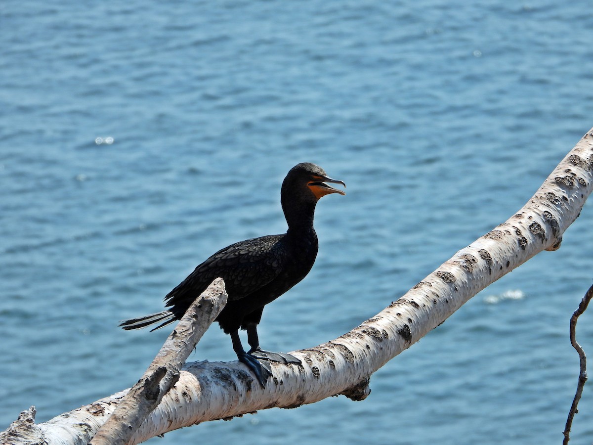 Double-crested Cormorant - ML641150559