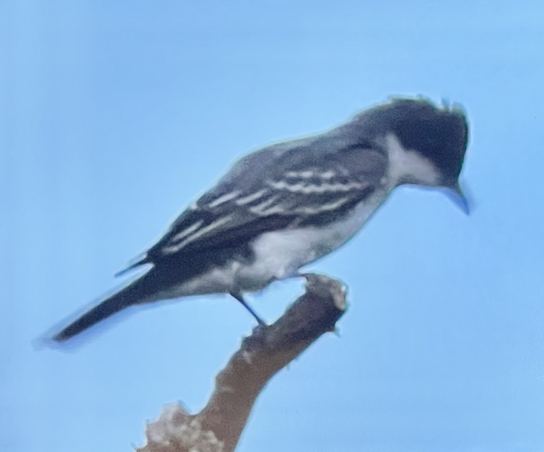 Schieferrücken-Königstyrann - ML641150560