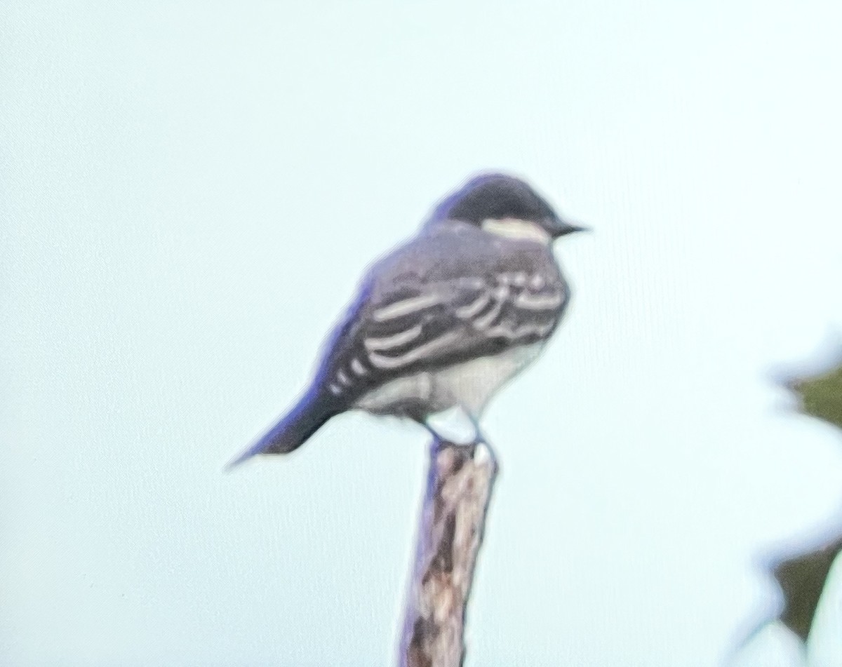Schieferrücken-Königstyrann - ML641150561