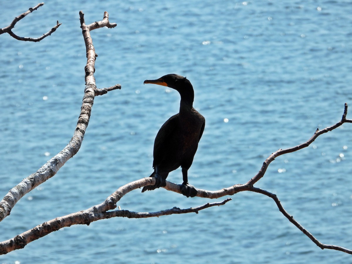 Double-crested Cormorant - ML641150562