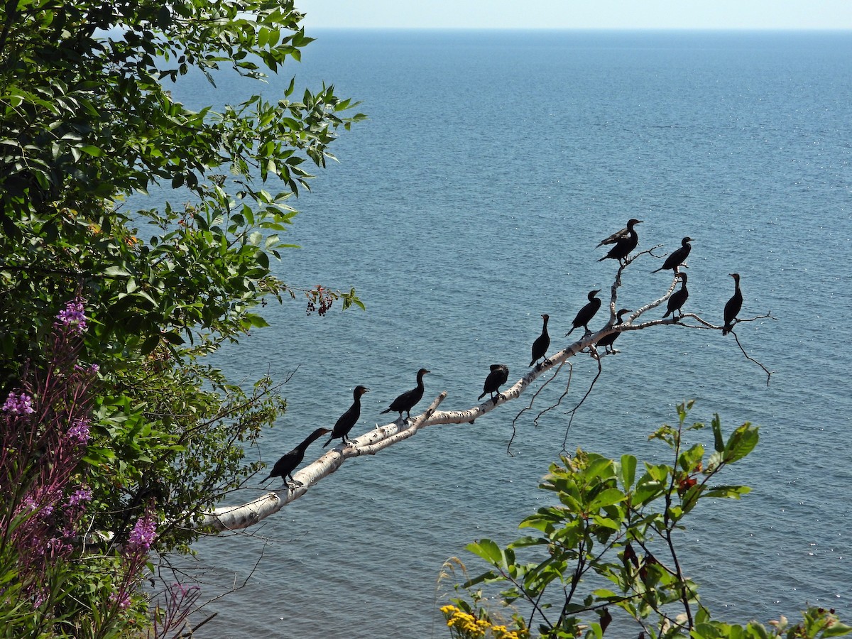 Double-crested Cormorant - ML641150563
