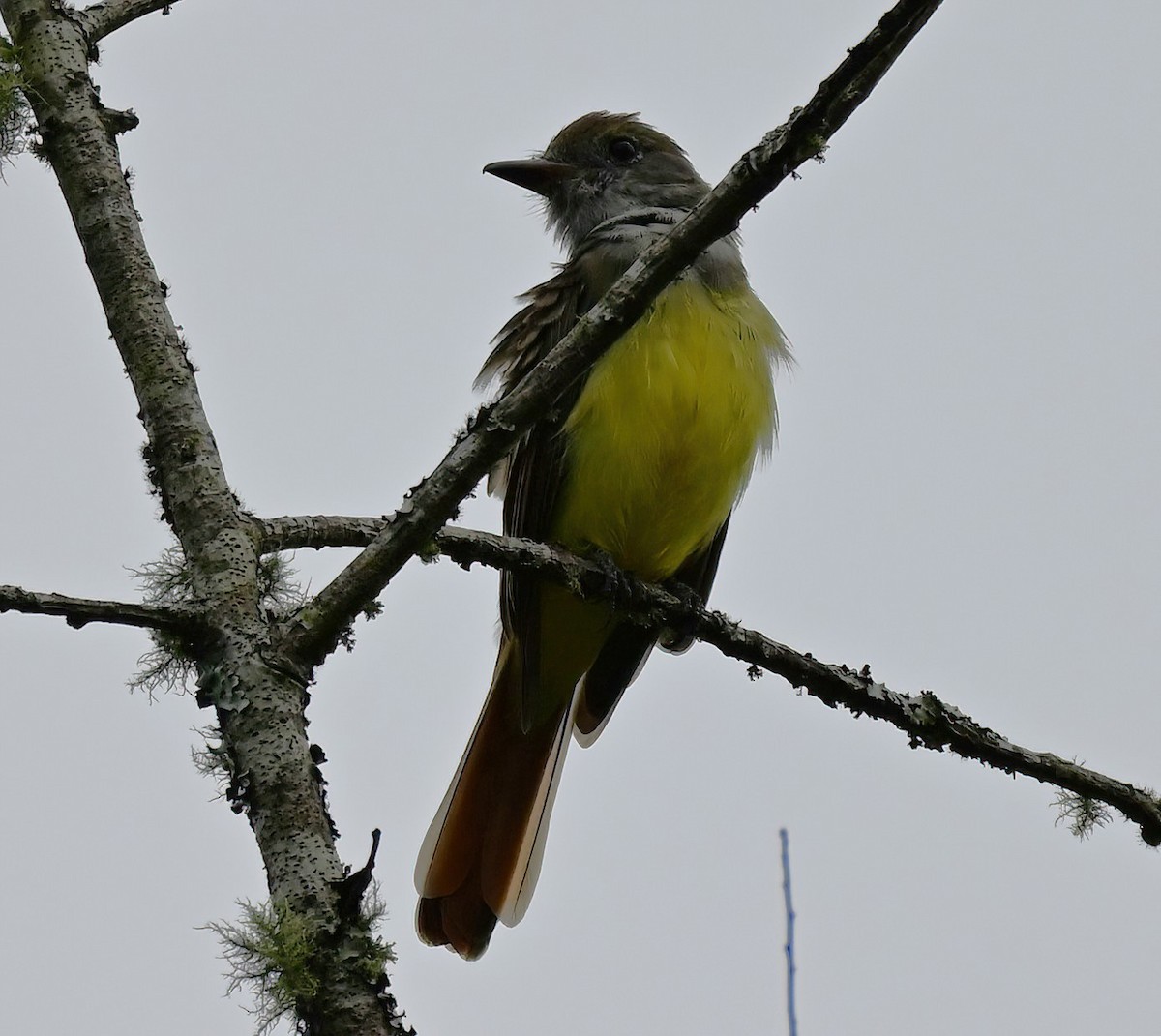 Great Crested Flycatcher - ML641150594