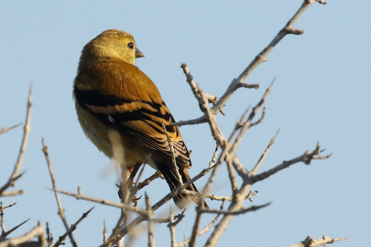 American Goldfinch - ML641150599