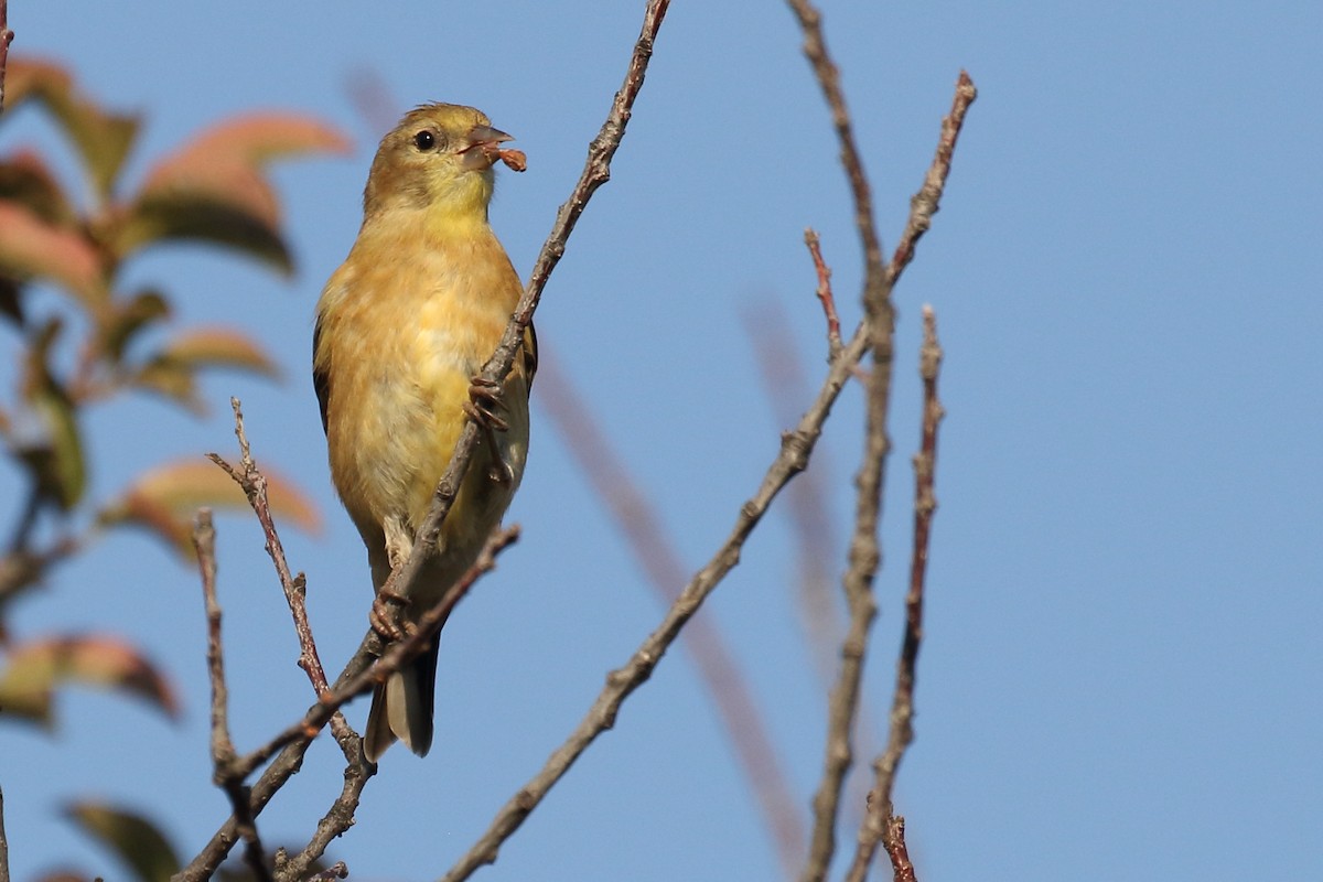 American Goldfinch - ML641150600