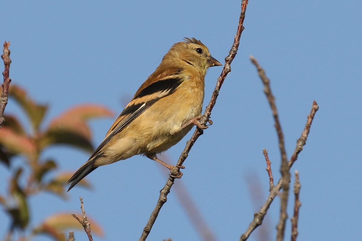 American Goldfinch - ML641150601