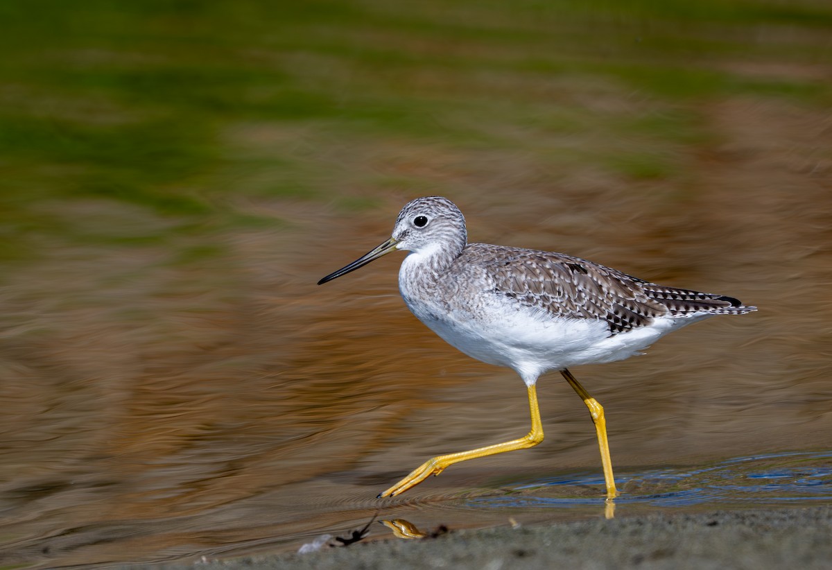 Greater Yellowlegs - ML641150605