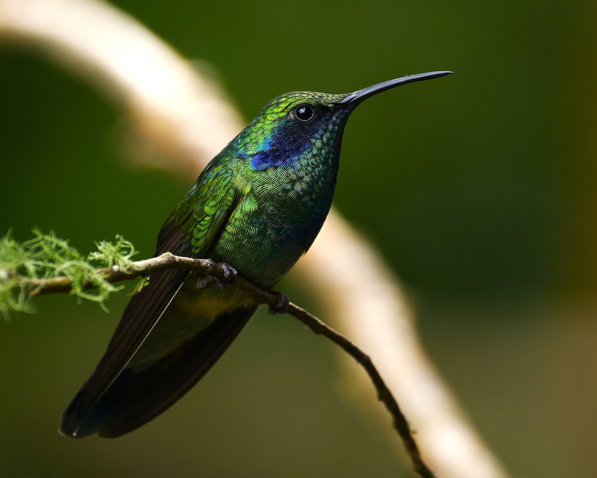 Colibri thalassin - ML641150626