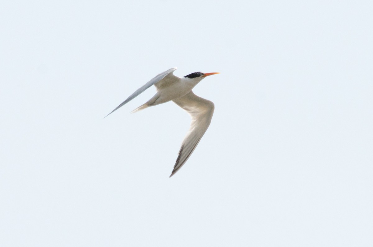 Elegant Tern - ML641150630