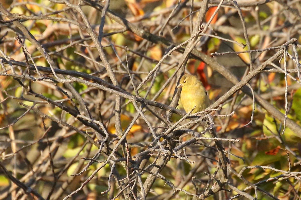 American Goldfinch - ML641150632
