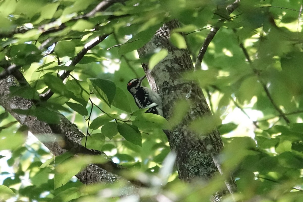 Hairy Woodpecker - ML641150636