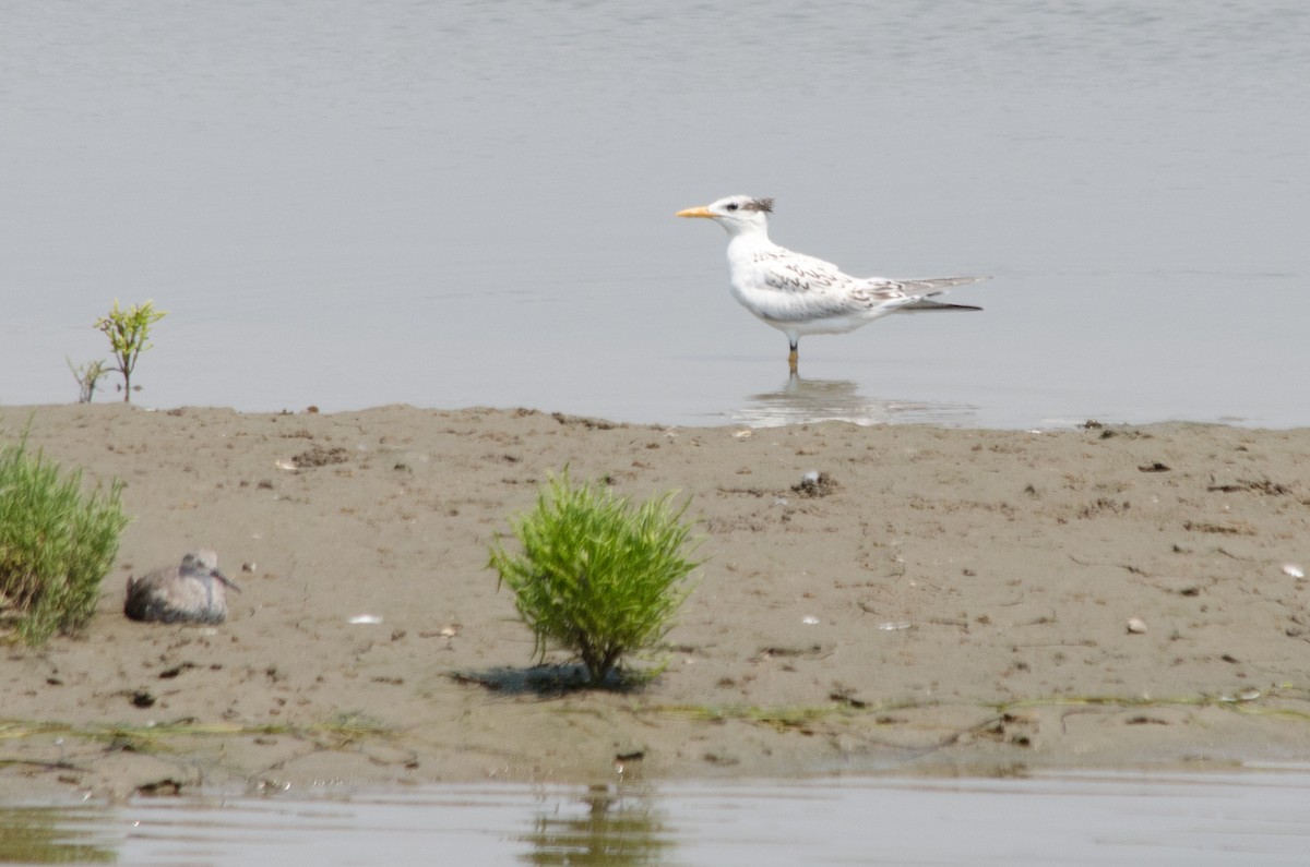 Royal Tern - ML641150638