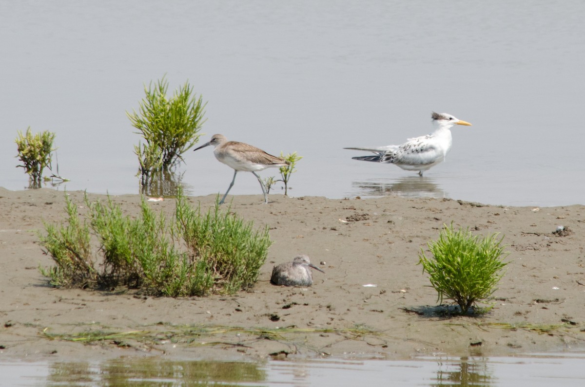 Royal Tern - ML641150639