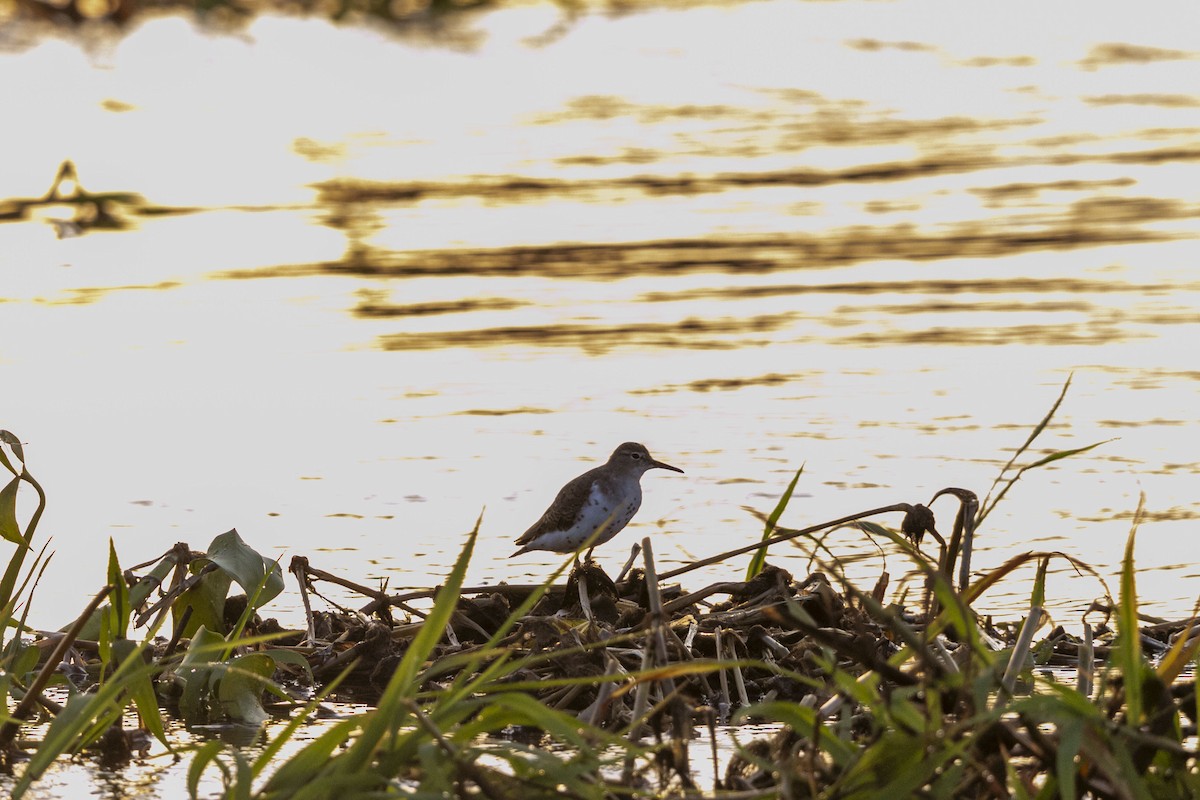 Solitary Sandpiper - ML641150640