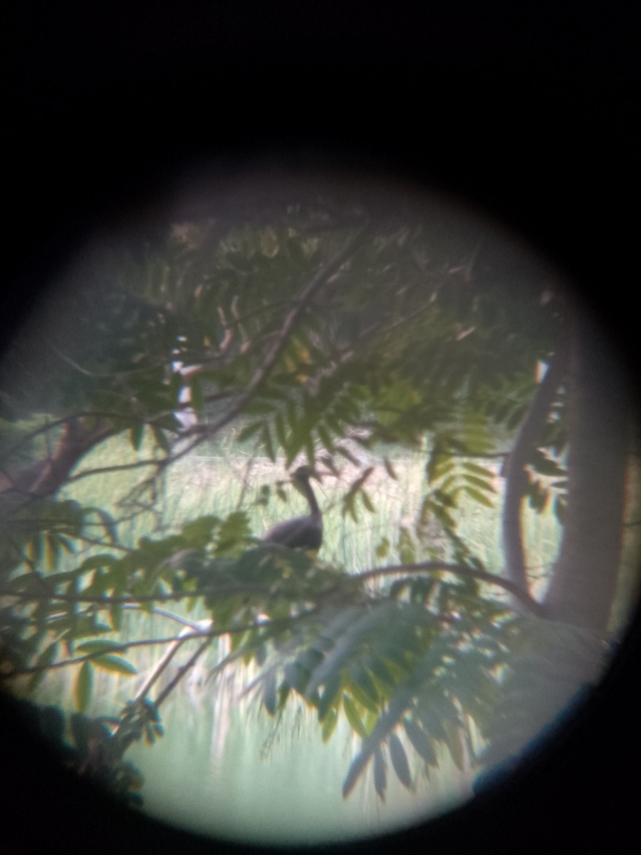 Bare-faced Ibis - ML641150641