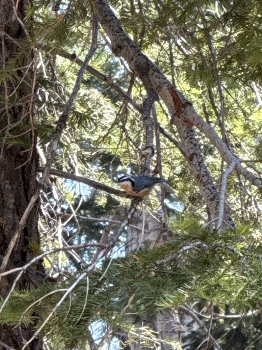 Red-breasted Nuthatch - ML641150668