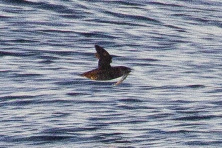 Marbled Murrelet - ML641150681