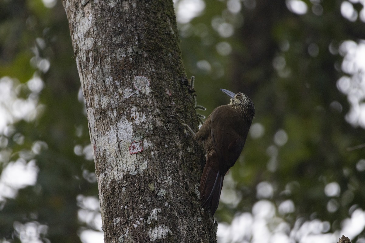 White-throated Woodcreeper - ML641150684