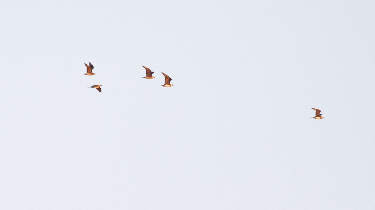 Parasitic Jaeger - ML641150688