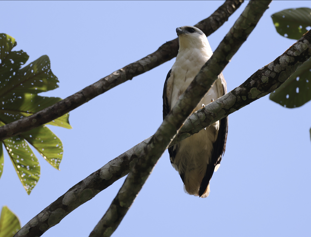 Mantled Hawk - ML641150689