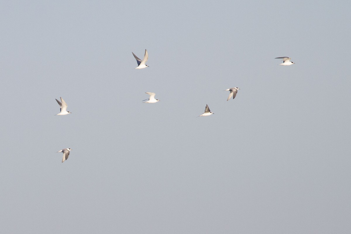 Common Tern - ML641150691