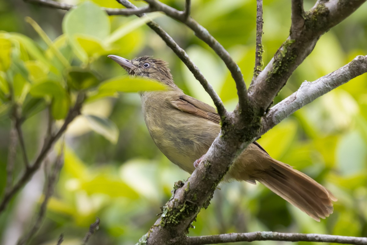 Bulbul olive (cinnamomeoventris) - ML641150692