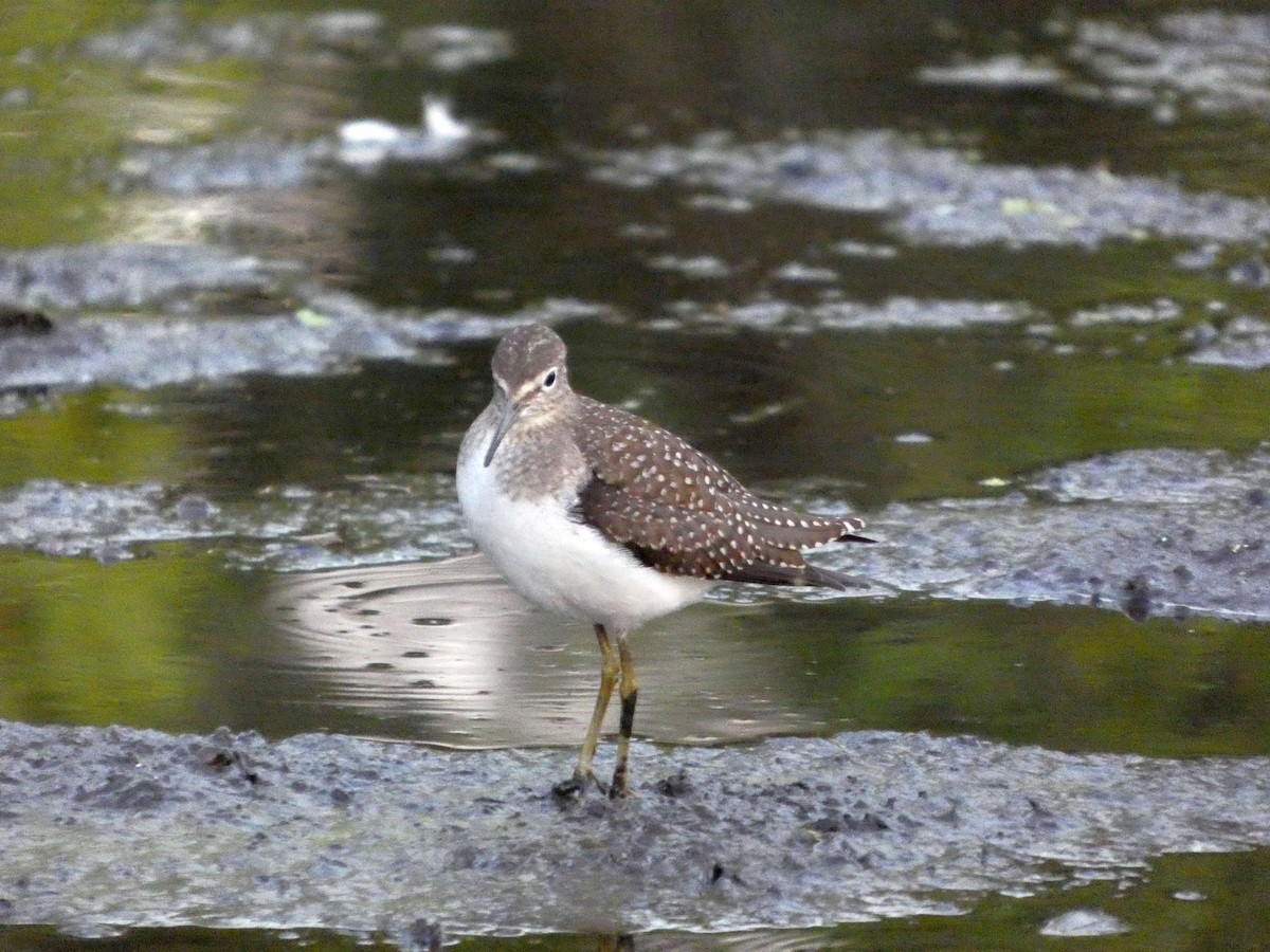 Solitary Sandpiper - ML641150694