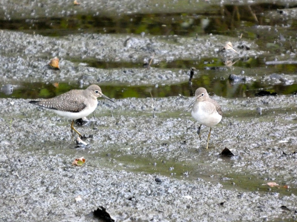 Solitary Sandpiper - ML641150695
