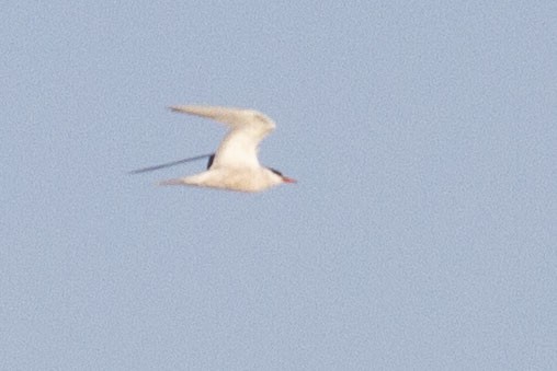 Common Tern - ML641150696