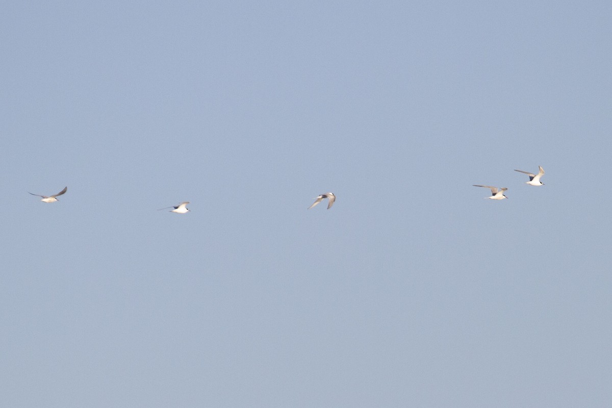 Common Tern - ML641150699
