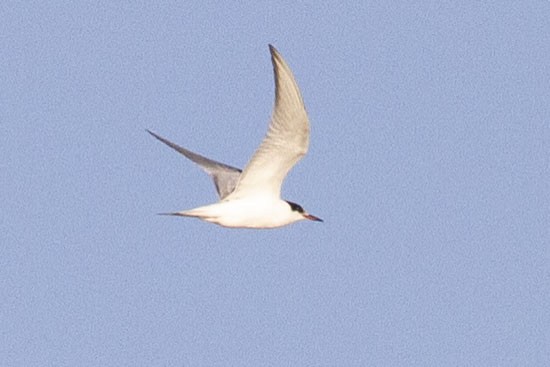 Common Tern - ML641150703