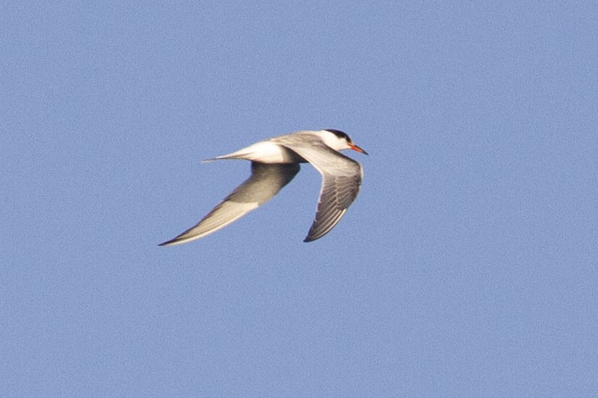 Common Tern - ML641150706