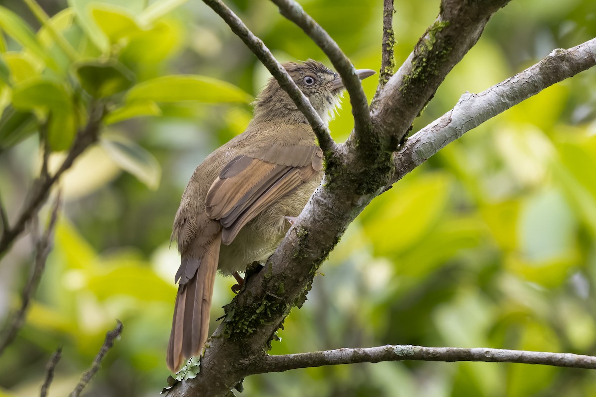 Bulbul olive (cinnamomeoventris) - ML641150710