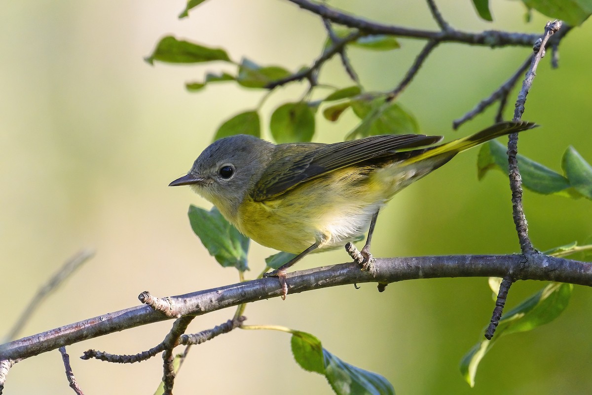 American Redstart - ML641150713